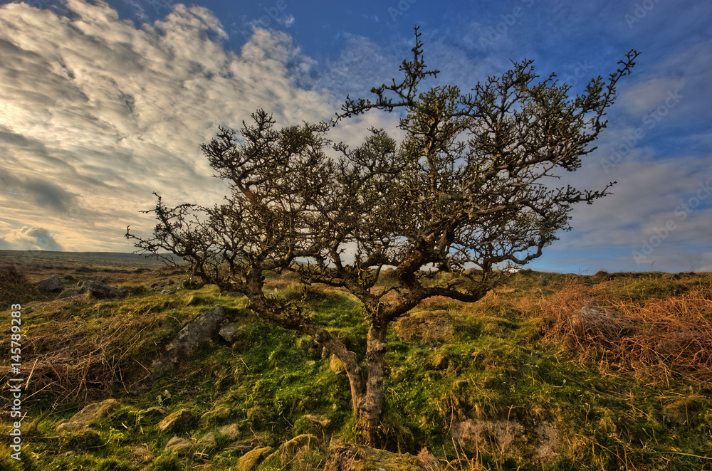 Obraz premium Alter Baum in karger Landschaft