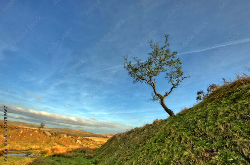 Alter Baum in karger Landschaft Alter Baum in karger Landschaft
