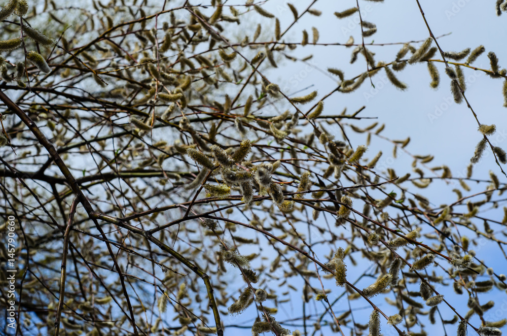 Branches of pussywillow (Salix caprea) on spring Branches of pussywillow (Salix caprea) on spring