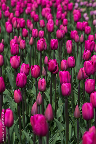Pinkes Tulpenmeer auf dem Keukenhof