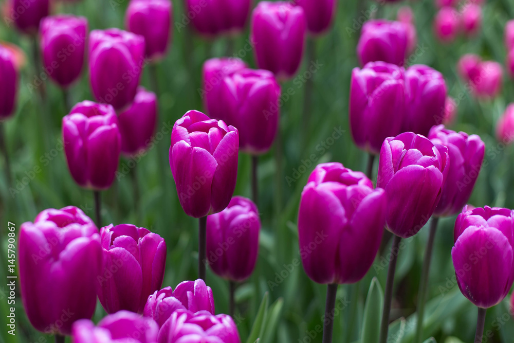 Lila Tulpenmeer auf dem Keukenhof