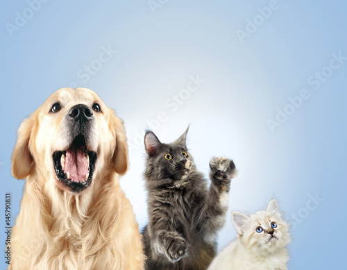 Cat and dog together, neva masquerade kitten, golden retriever looks at right © tania_wild