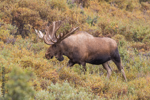 Alaska Yukon Bull Moose in velvet