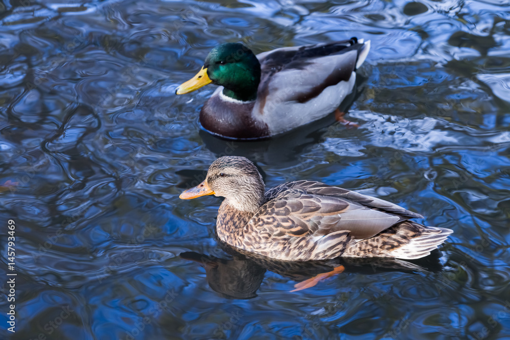 Obraz premium duck on the lake