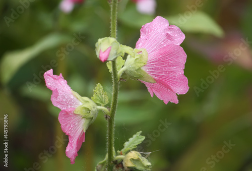 Pink mallow flowers