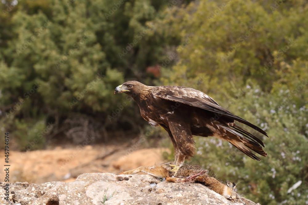 Fototapeta premium young male of golden eagle