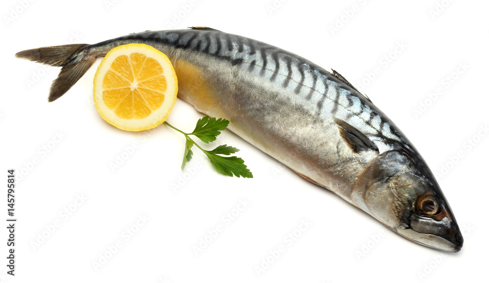 atlantic mackerel fish with lemon isolated on white background atlantic mackerel fish with lemon isolated on white background