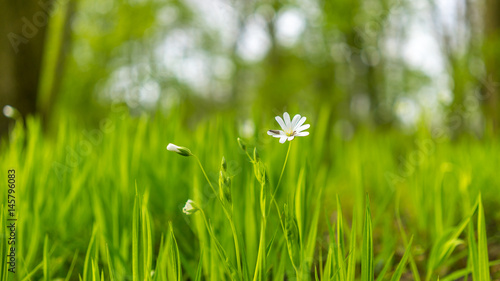 Beautfiul grass in spring