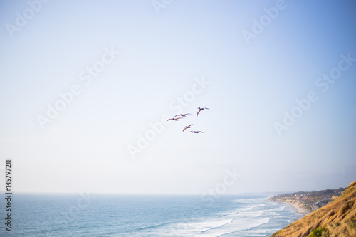A flock of pelicans flies in the sky