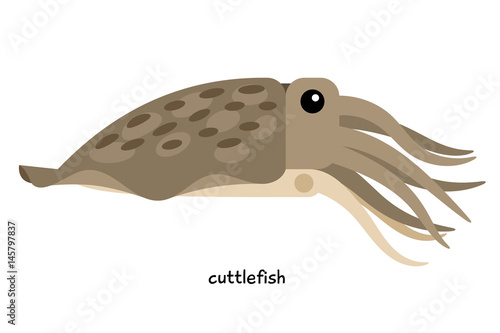 Cuttlefish - cephalopod, sometimes referred as the "chameleon of the sea," for its ability to masquerade as the color of its habitat