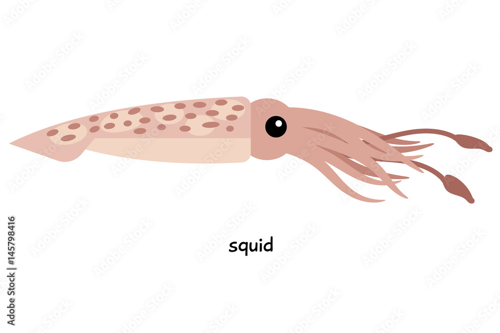 Squid - fastest growing marine animal, reaching large number and possessing  delicious meat Stock Vector | Adobe Stock