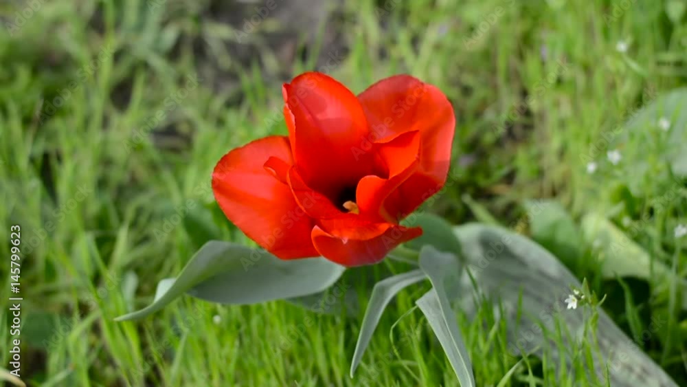 Red tulip swaying in the wind Red tulip swaying in the wind