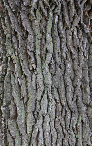 Bark tree texture