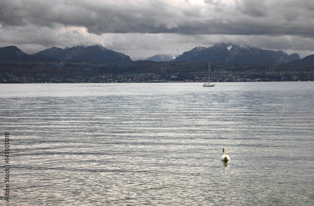 Swans at Leman Lake, Switzerland, Europe
