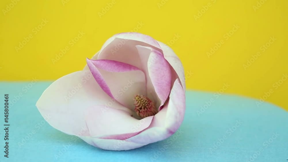 closeup of beautiful magnolia on rotating plate with yellow background
closeup of beautiful magnolia on rotating plate with yellow background