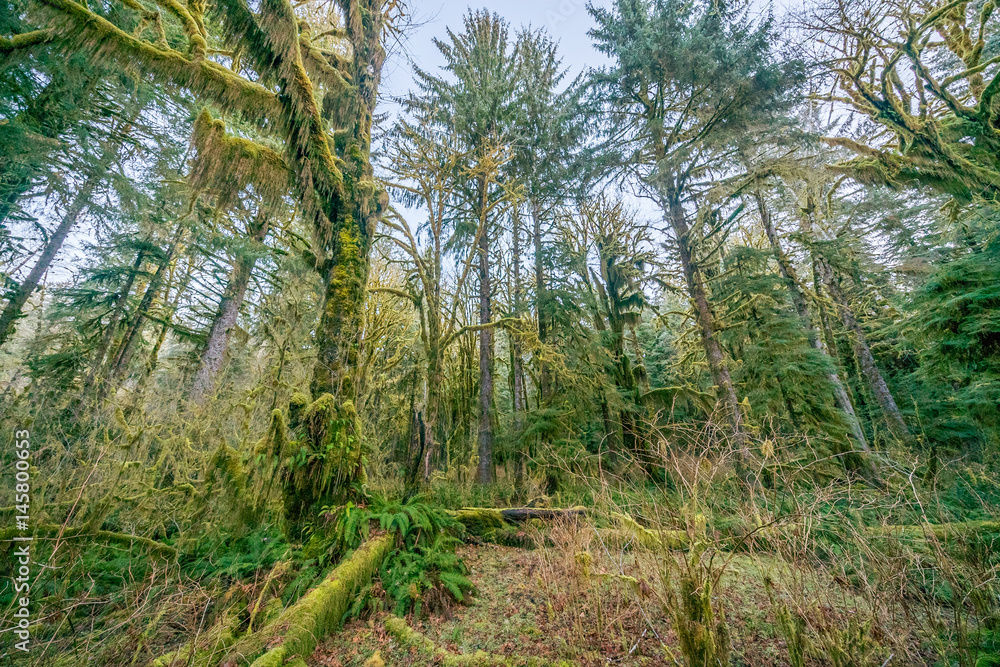 Green thickets in the forest of old-growth trees. Beautiful ferns grow between huge trees in temperate rain forests. Hoh Rain Forest, Olympic National Park, Washington state, USA Green thickets in the forest of old-growth trees. Beautiful ferns grow between huge trees in temperate rain forests. Hoh Rain Forest, Olympic National Park, Washington state, USA
