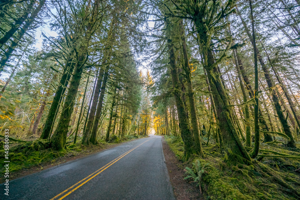 Obraz premium The road through rainforest with lots of trees covered with moss. Hoh Rain Forest, Olympic National Park, Washington state, USA