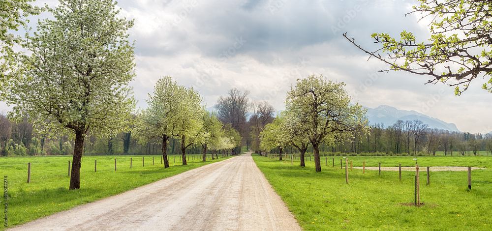 Spring landscape with trees and road. Panoramic view of blooming apple trees along a country road. Herreninsel island, Chiemsee, Bavaria, Germany

