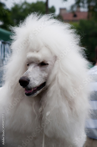 White royal poodle photo