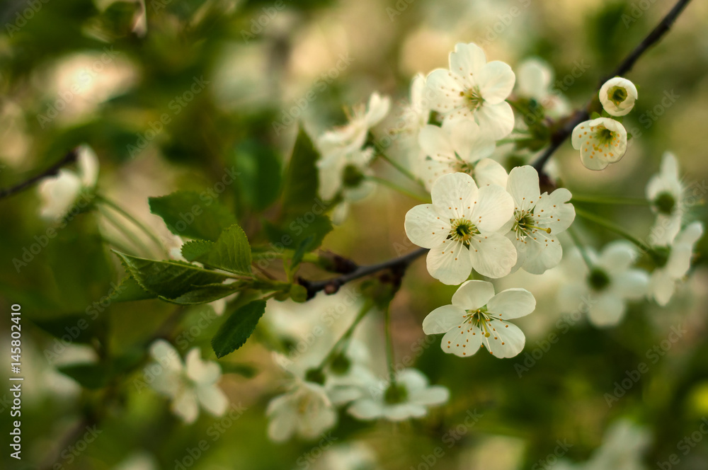 Blooming cherry tree. White delikate pink flowers and buds in the sunny spring day. Blooming apple tree flowers. Blooming cherry tree. White delikate pink flowers and buds in the sunny spring day. Blooming apple tree flowers.