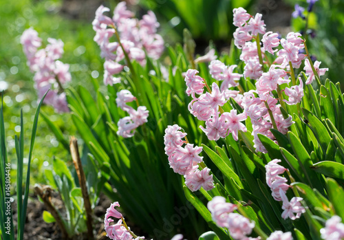 Pink Hyacinth flowers in the garden