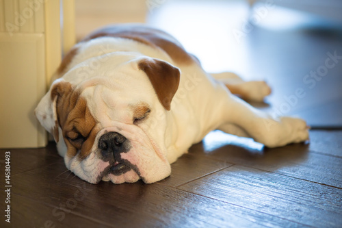 English bulldog in stylish home enjoying life