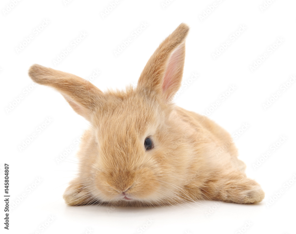 Obraz premium Red baby rabbit.