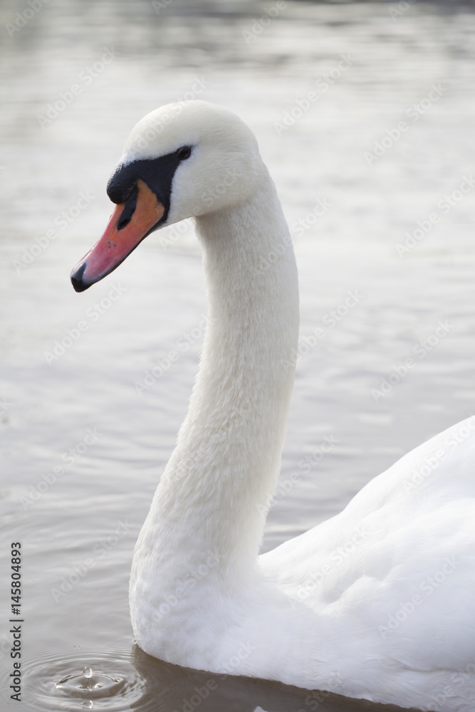 Swan Drinking Water with Dripping Beak Swan Drinking Water with Dripping Beak