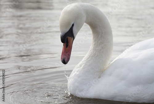 Swan Drinking Water with Dripping Beak