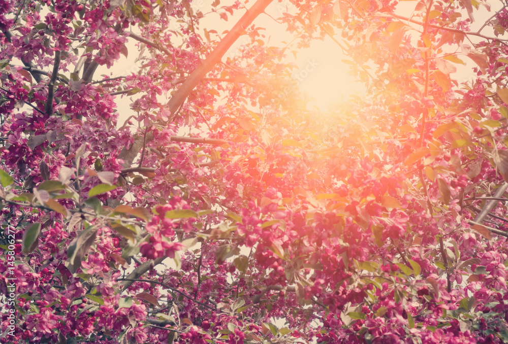 The blossoming apple tree with pink flowers , toning
