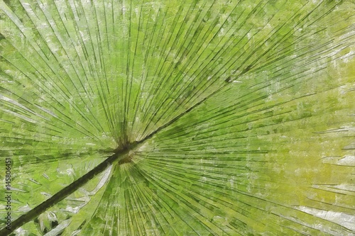 Leaf of a large fan palm tree