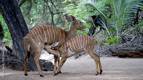 Nyala Antelopes in Swaziland  a nursing juvenile and female