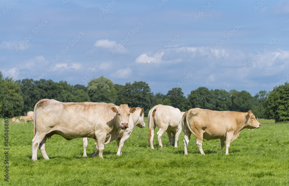 brown cows in meadow