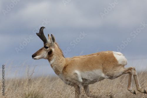 Antelope buck