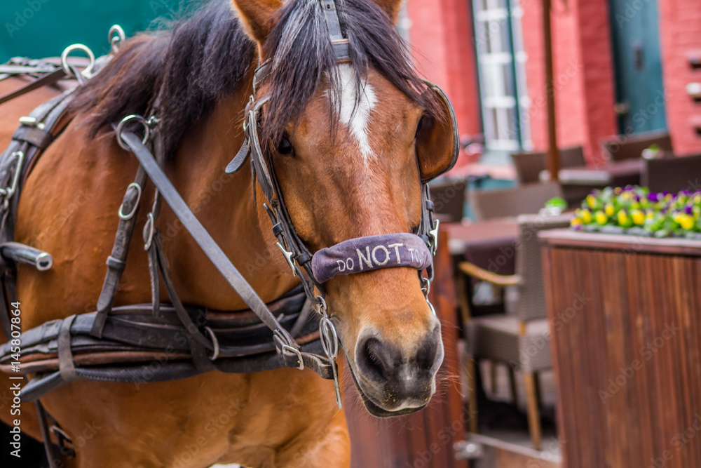 Fototapeta premium Horse