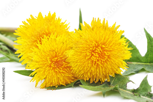 Bouquet of yellow dandelions.