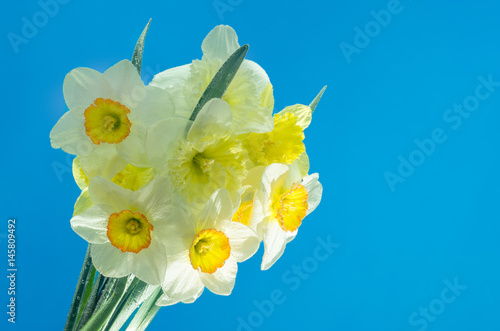 Narcissus flower in water with air bubbles on blue background