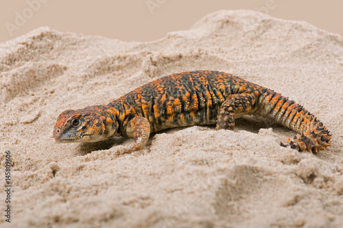 Saharan Spiny Tailed Lizard  Uromastyx geyri  Uromastyx Geyri lizard in sand