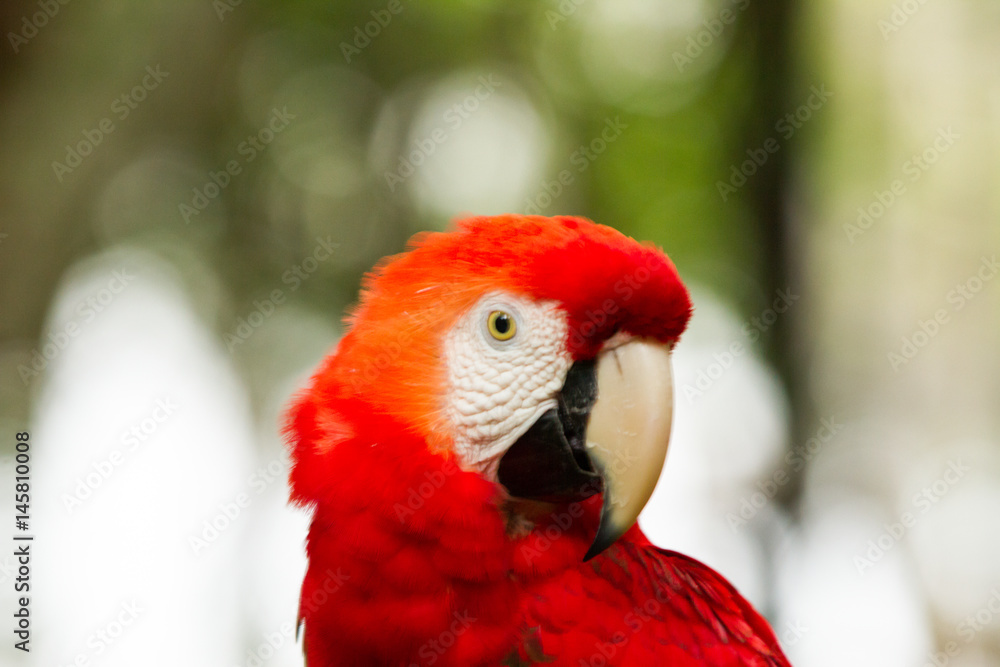 The green-winged macaw, also known as the red-and-green macaw - large, mostly-red macaw of the Ara genus, native to South America.