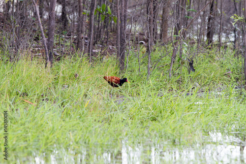 Birds in a lagoon on Rio Negro in the Amazon River basin  Brazil  South America