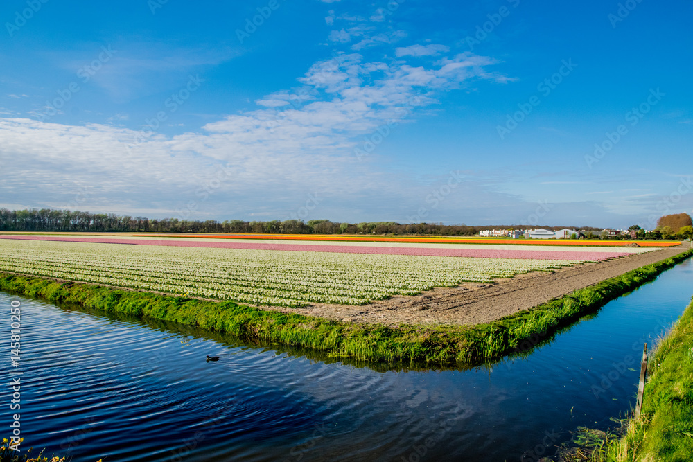 Fototapeta premium landscape view with colorful flowers background in Netherlands