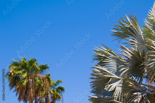 Spain. It presents different species of cactus, tropical plants and garden.
