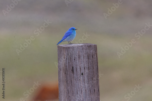 Blue bird