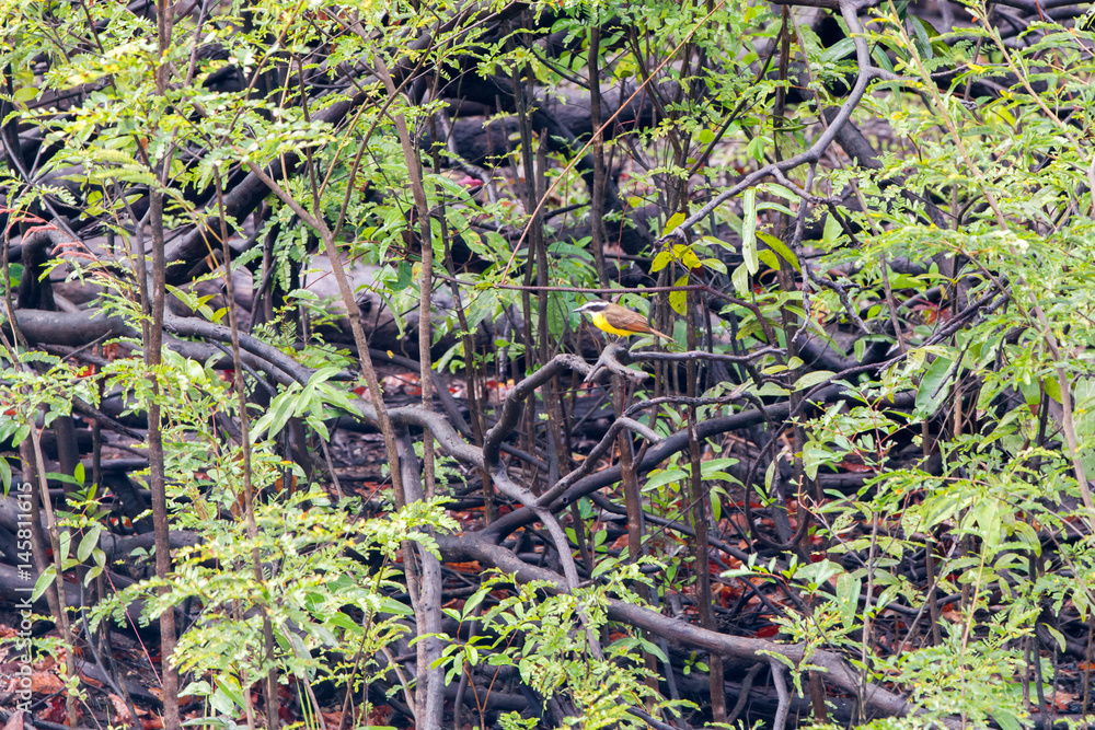 Birds in a lagoon on Rio Negro in the Amazon River basin, Brazil, South America Birds in a lagoon on Rio Negro in the Amazon River basin, Brazil, South America