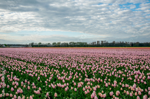 Wallpaper Mural landscape view with colorful flowers background in Netherlands Torontodigital.ca