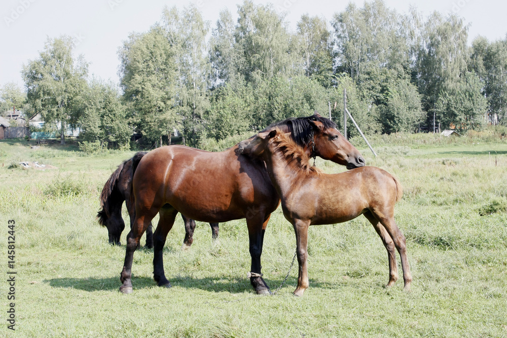 A baby and adult horses on the grassland.