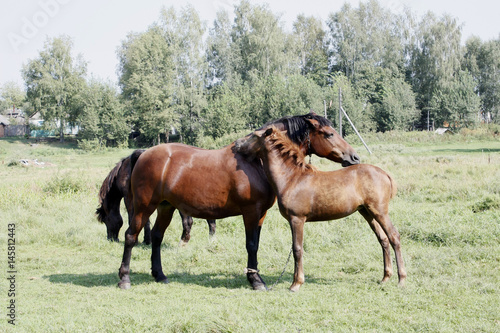 A baby and adult horses on the grassland.