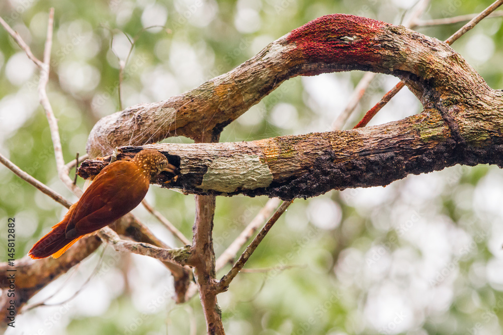 Birds in a lagoon on Rio Negro in the Amazon River basin, Brazil, South America