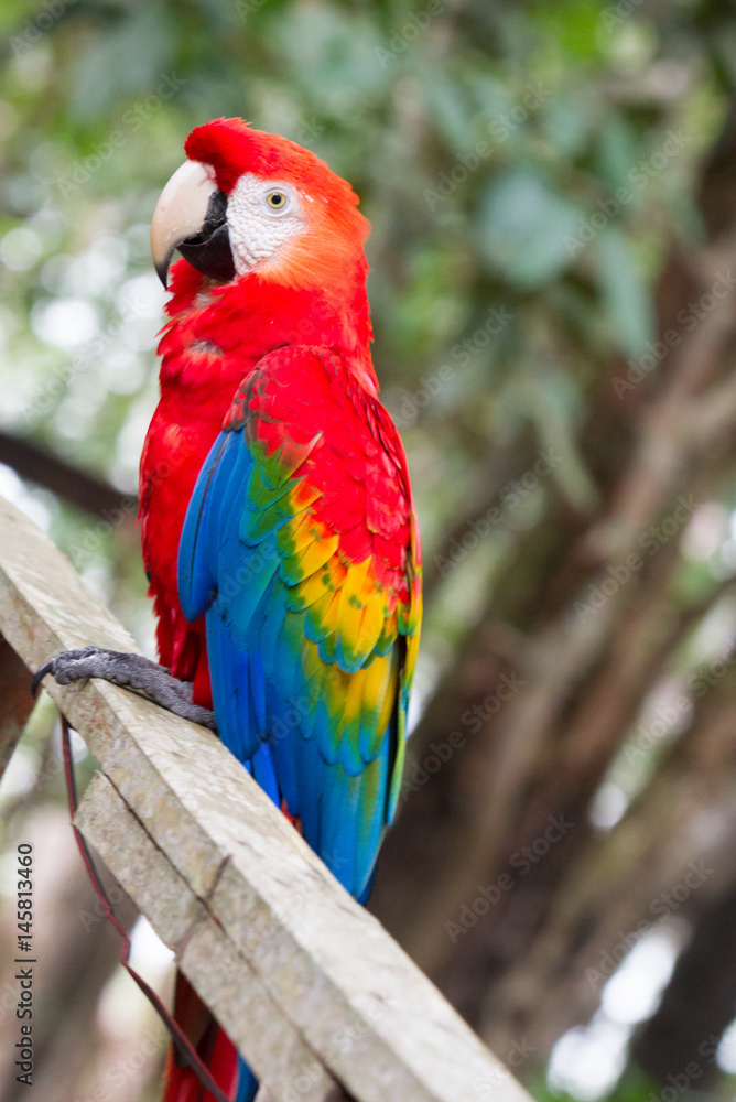 The green-winged macaw, also known as the red-and-green macaw - large, mostly-red macaw of the Ara genus, native to South America.