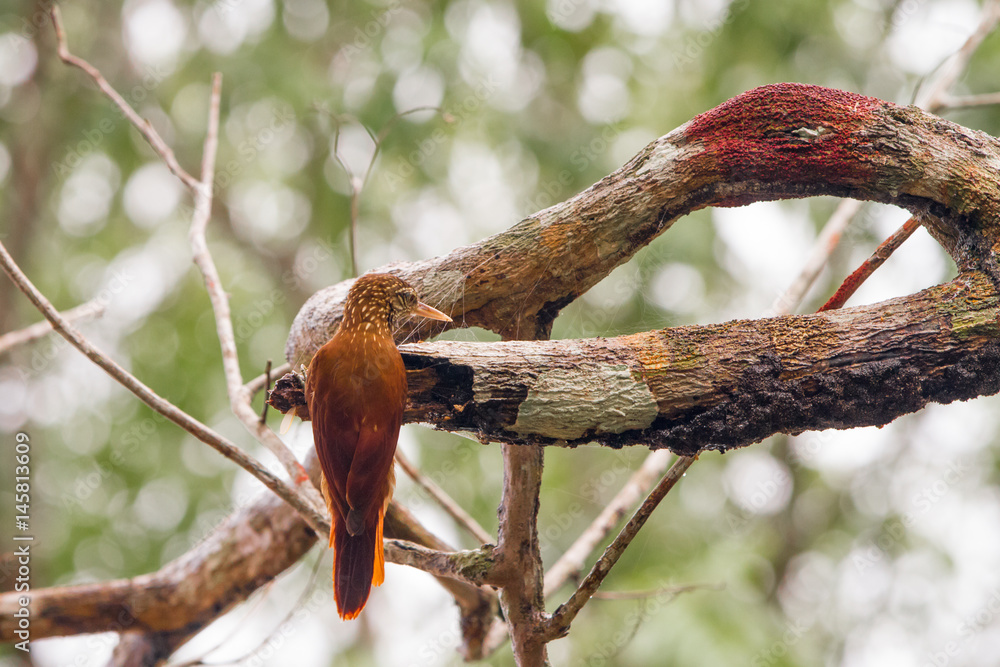 Birds in a lagoon on Rio Negro in the Amazon River basin, Brazil, South America
